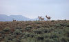 antelope-copperbsn.jpg
