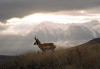 antelope-pronghorn.jpg