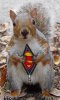 SuperSquirrel.jpg