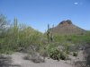 Arizona cactus 061.jpg