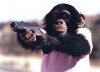 chimp-gun.jpg