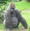 Male_silverback_Gorilla.jpg