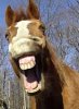 laughing-horse.jpg