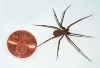 800px-Brown-recluse-coin-edit.jpg