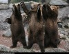 Bears_Standing_Ovation.jpg