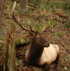 595px-Roosevelt_Elk_at_Northwest_Trek.jpg