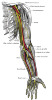 314px-Nerves_of_the_left_upper_extremity.gif