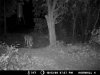 z Doe and Fawn MDGC0015.JPG