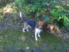 beagle-standing2.jpg