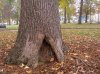 Mossberg against tree trunk.jpg