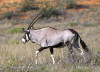 oryx-gazella--oryx_3.jpg