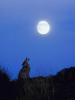 coyote-in-nature-howling-at-full-moon.jpg