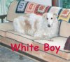 White_Boy_dt.jpg