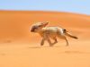 fennec-fox-morocco_68263_990x742.jpg