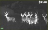 flir-scout-deer-hunter-night-vision.jpg
