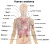 Human-anatomy.jpg