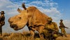 White-Rhino-Extinct-Soon-Last-Remaining-Male-Named-Sudan-Is-Guarded-247-By-Armed-Rangers-665x385.jpg