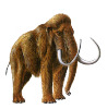 woolly-mammoth.png