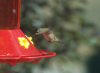 hummingbird_03.jpg
