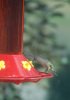 hummingbird_02.jpg