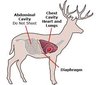 deer anatomy.jpe