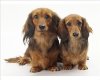 photographic-print-of-dog-miniature-long-haired-dachshund-x2_23547822.jpg