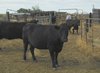 separating cows from calves on Willie's ranch 2015.jpg