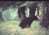 Bear-Crapping-In-Woods2.jpg