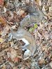 02 08 18 dead squirrel on ground.jpg