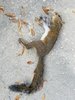 02 09 18 dead squirrel in driveway.jpg