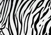 white-tiger-stripe-pattern-vector.jpg