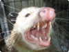 opossumteeth.jpg