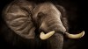 elephant-for-grassroots-alert-hunters-leadership-forum-article.jpg