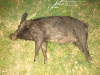 160-Lb-Sow-Small-Image.jpg
