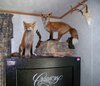 2 Foxes By Billiam Smith.JPG