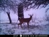 snowstorm deer 2-23-10 014.JPG