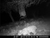 deer bobcat calf 02-20-10 038.JPG