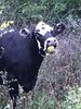 cow hedge apple.jpg