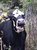 cow hedge apple 2.jpg