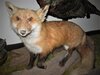 Red Fox mount bWEB.jpg