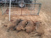 Four-Dead-Hogs.jpg