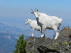 mountain_goat.png