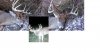 my deer edited #2.JPG