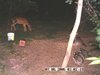 Four coons.jpg