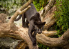 portrait-black-panther.jpg