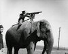 elephant with mounted machine gun.jpeg