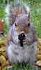 SquirrelGun-1.jpg