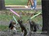 Squirrels-With-Lightsaber-Funny-Picture-For-Facebook.jpg