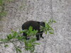 Small Female Bear-2.JPG