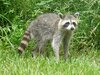 Raccoon-620x465.jpg